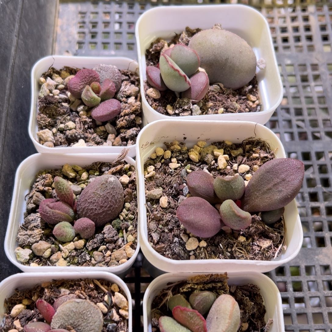 £***)六颗一起多肉植物水泡