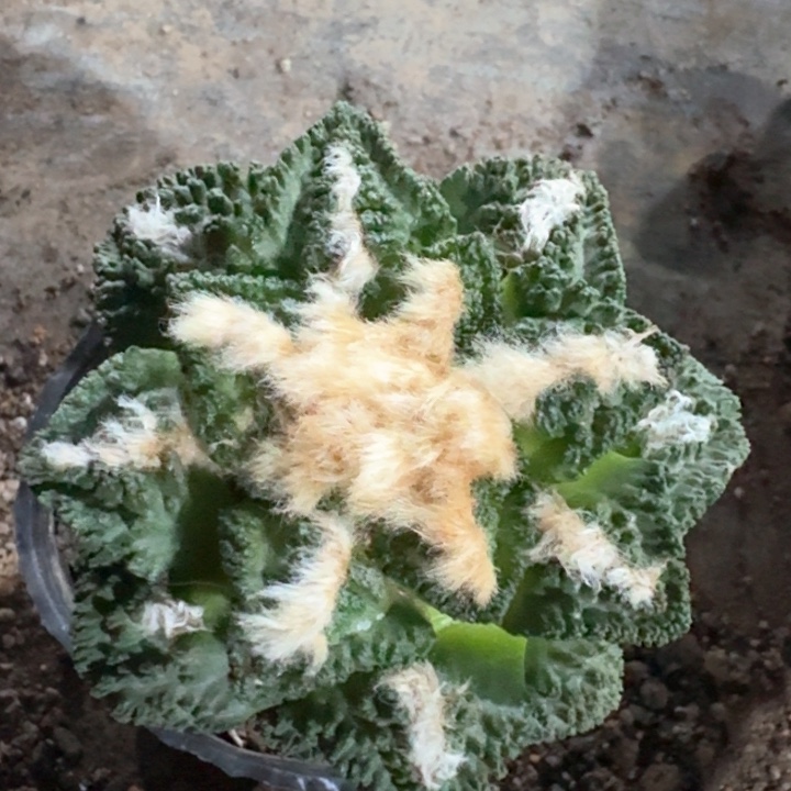 716大金毛龟甲牡丹仙人球