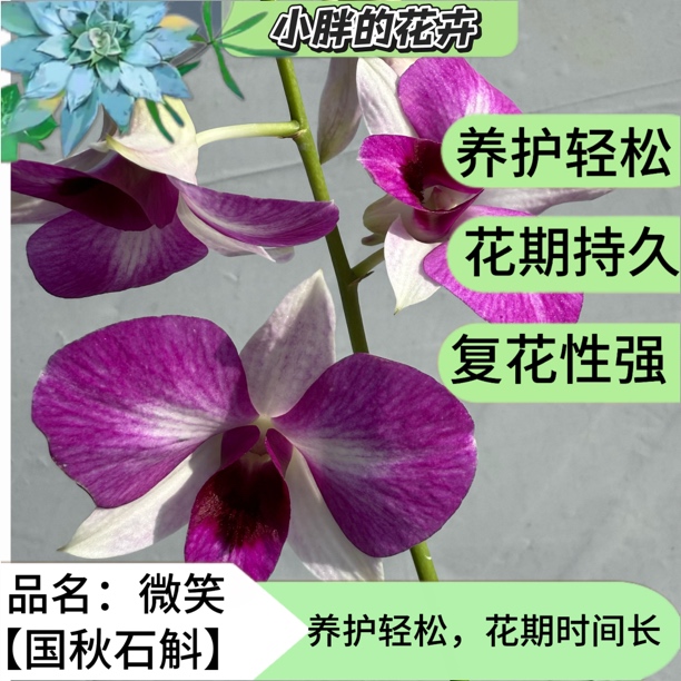 【小胖】秋石斛《微笑》石斛兰盆栽栽培花卉基地直发