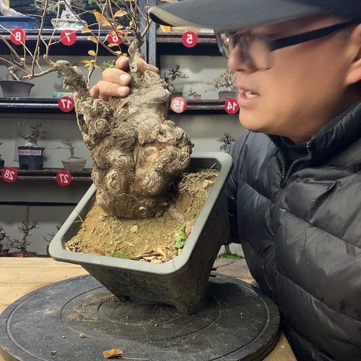 东***H无花朵小叶榔榆一个