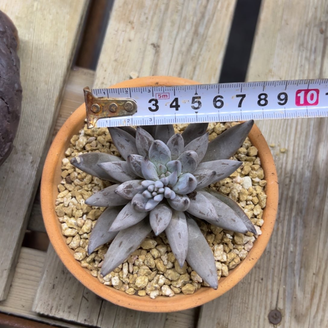 D*魔爪38 零零多肉植物