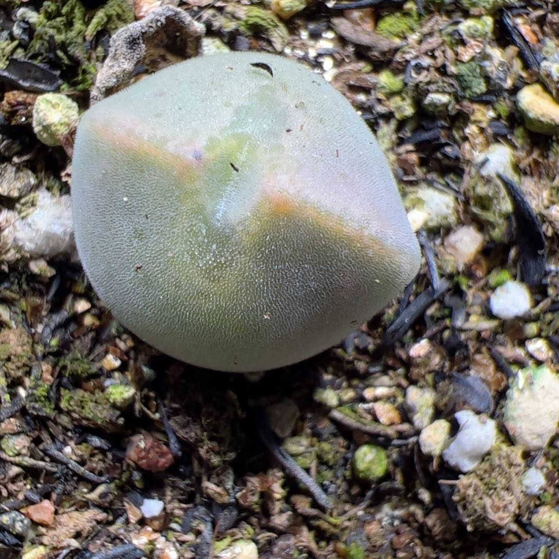 【闪购商品】58 空蝉