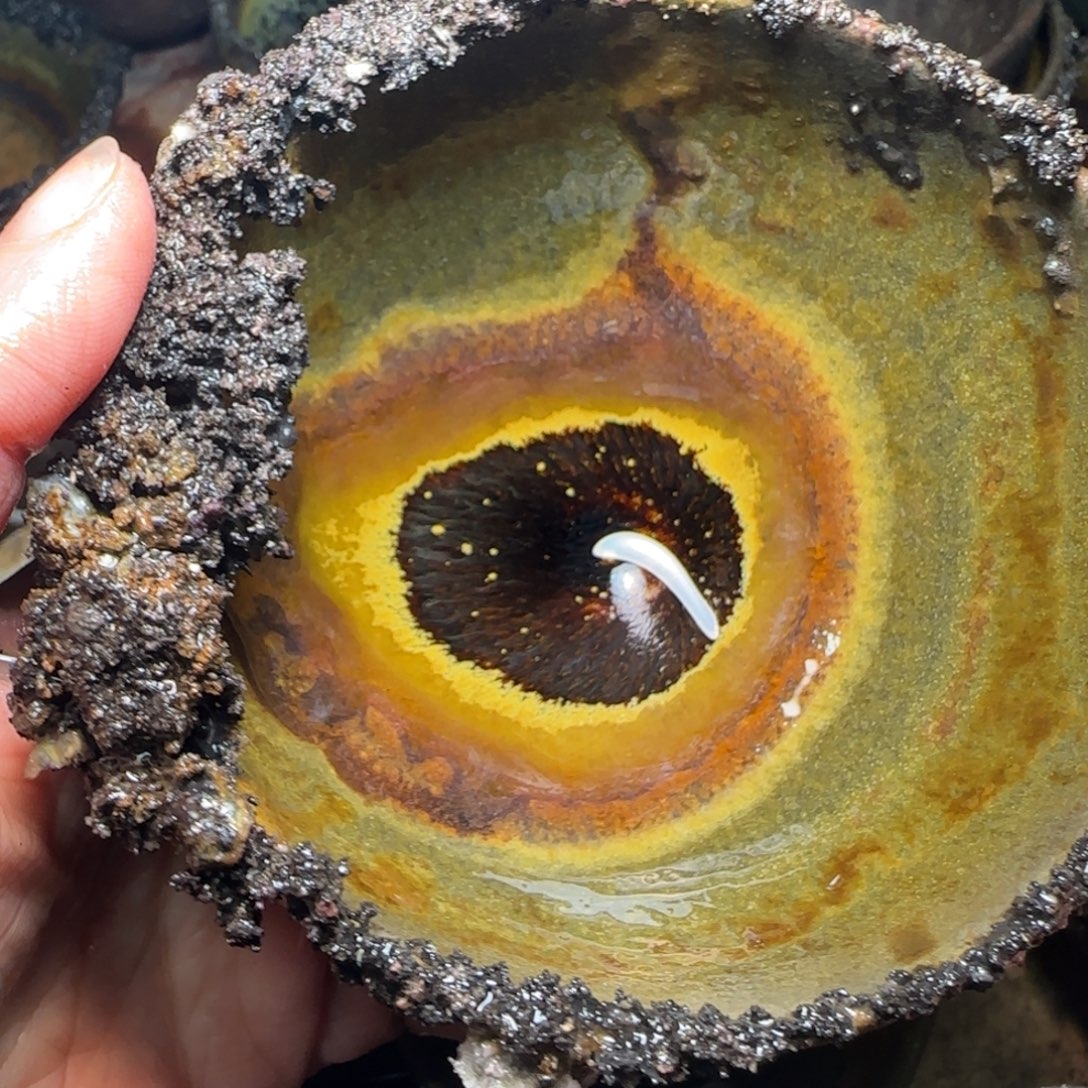 柴烧建盏茶盏茶杯82