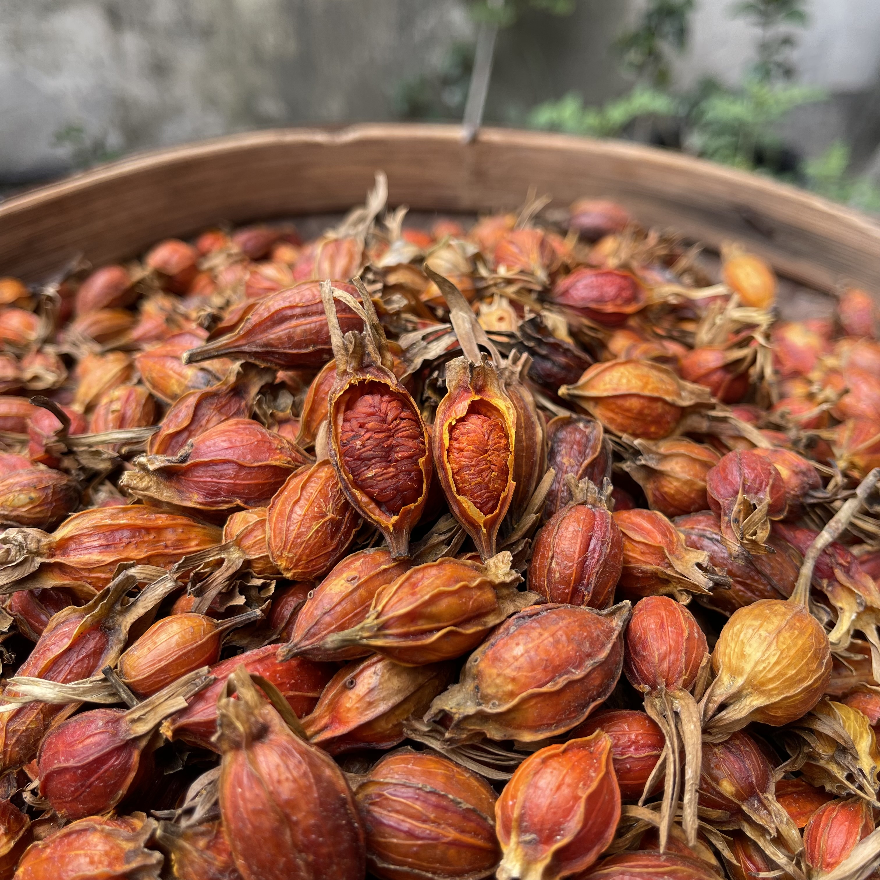 （黄栀子）江西野生栀子 黄栀子  山栀子 栀子花无硫150g250g