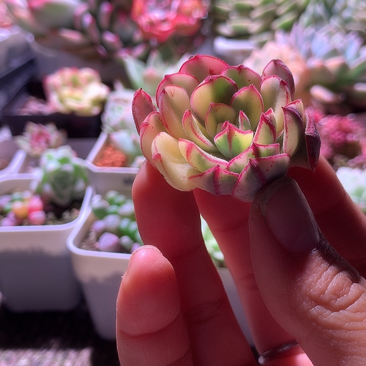 丹尼尔覆轮锦砍头