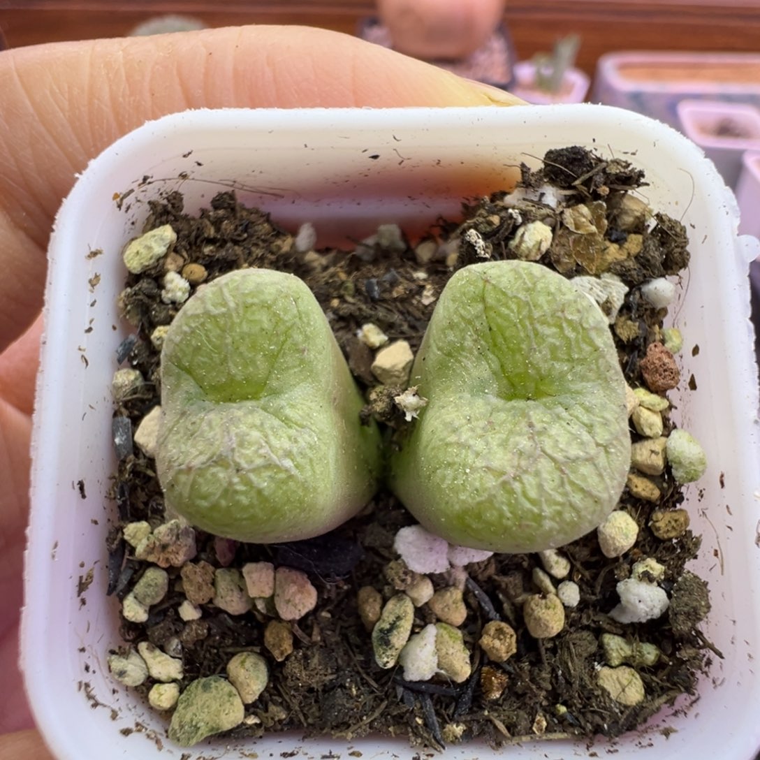 42号宋奶杂福利特。。。。
