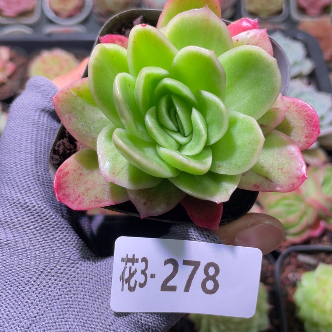 花利美3-278冰玫瑰  