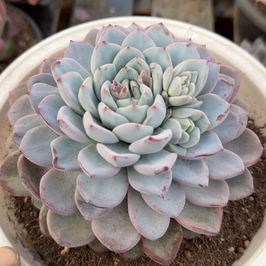 维特一物一拍包装收缩花旱