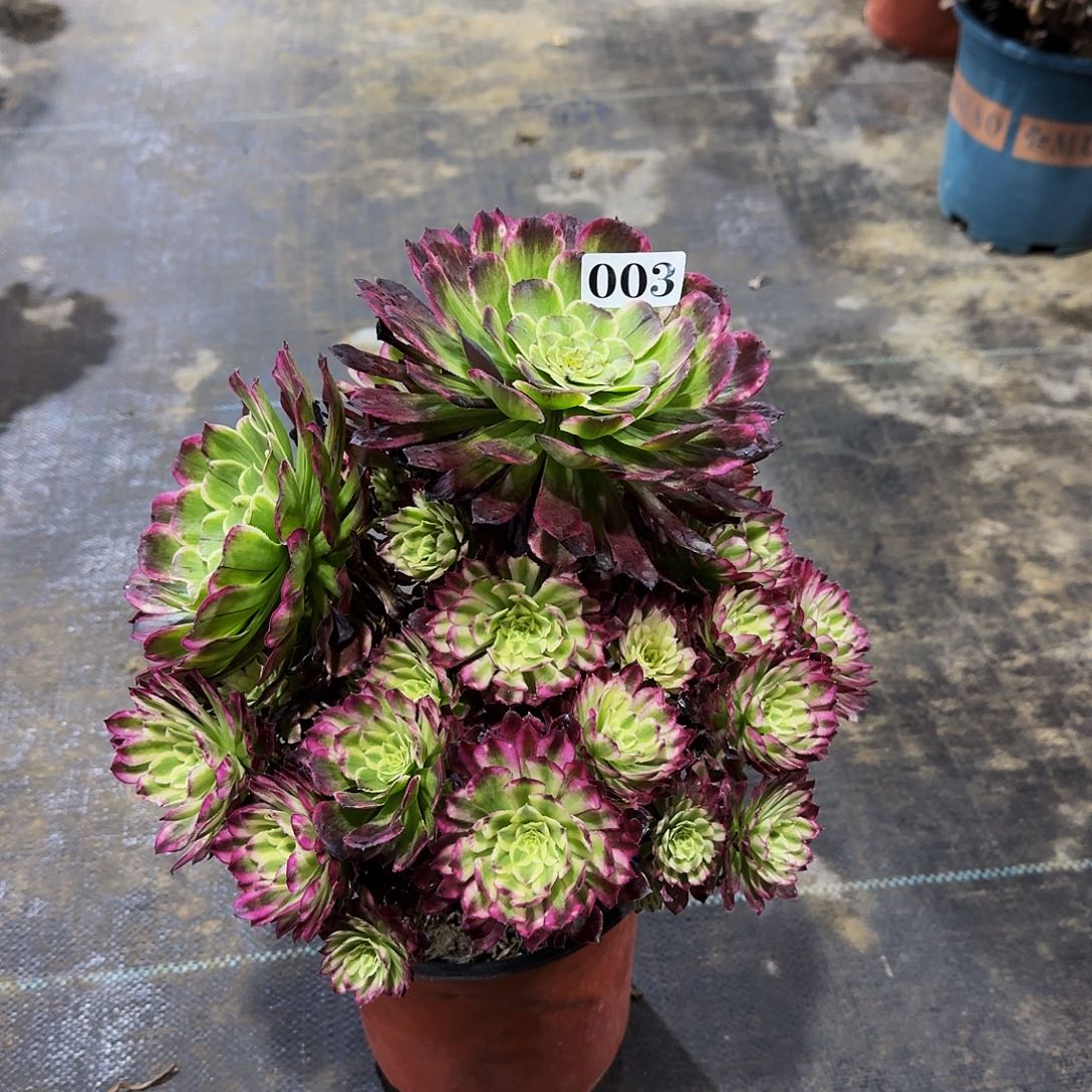 003绿体仙默有断枝多肉植物