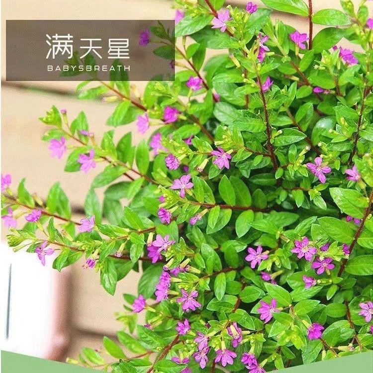 满天星盆栽绿植大叶满天星室内阳台盆栽四季开花