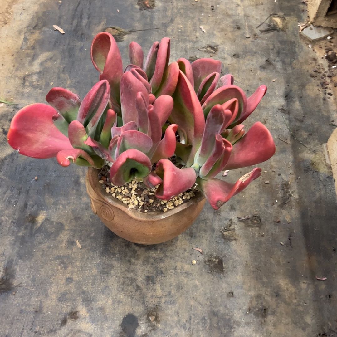 精品火狐狸群生加运费