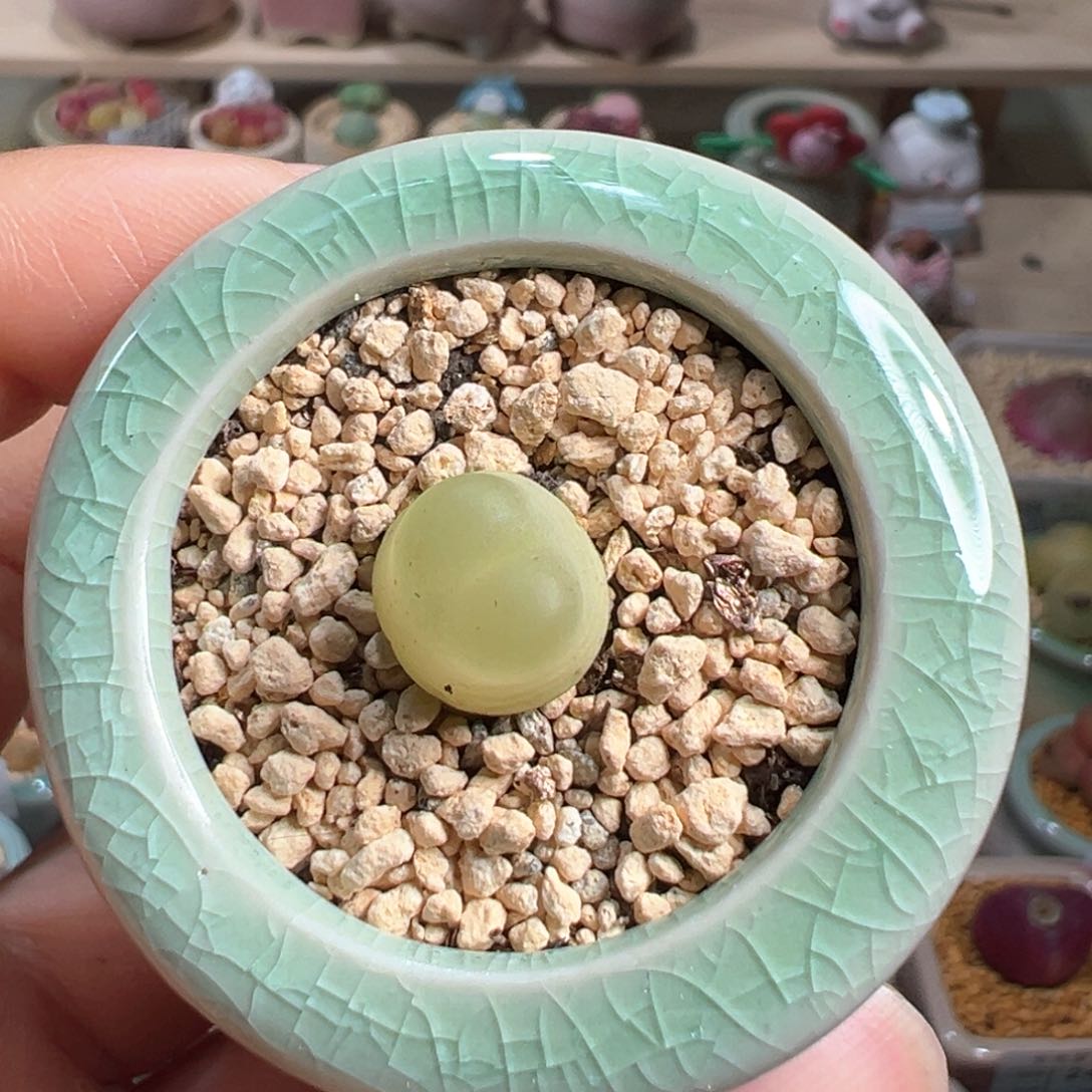 多肉植物261号拉登