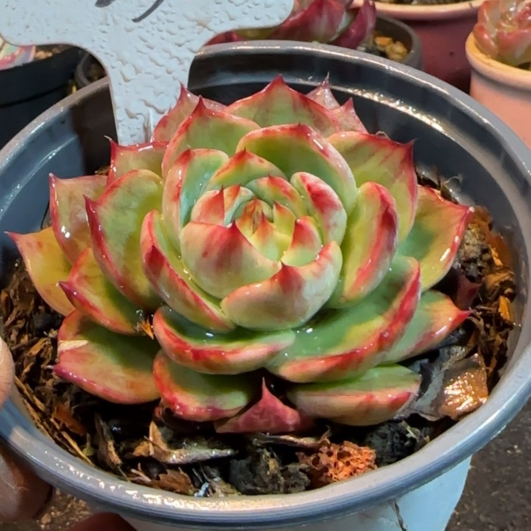 惊鸿一物一拍包装收缩花旱230