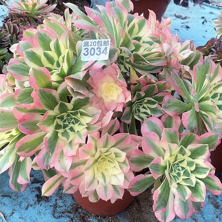 3034 一颗男神法师