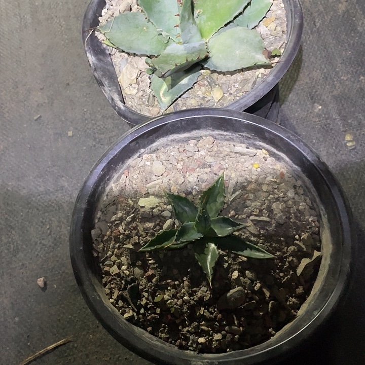 ㅤ***无花朵龙舌兰绿色植物