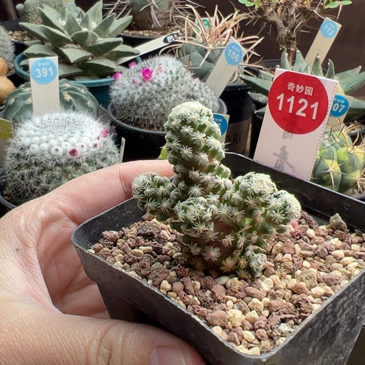 黛丝尤群一棵仙人球