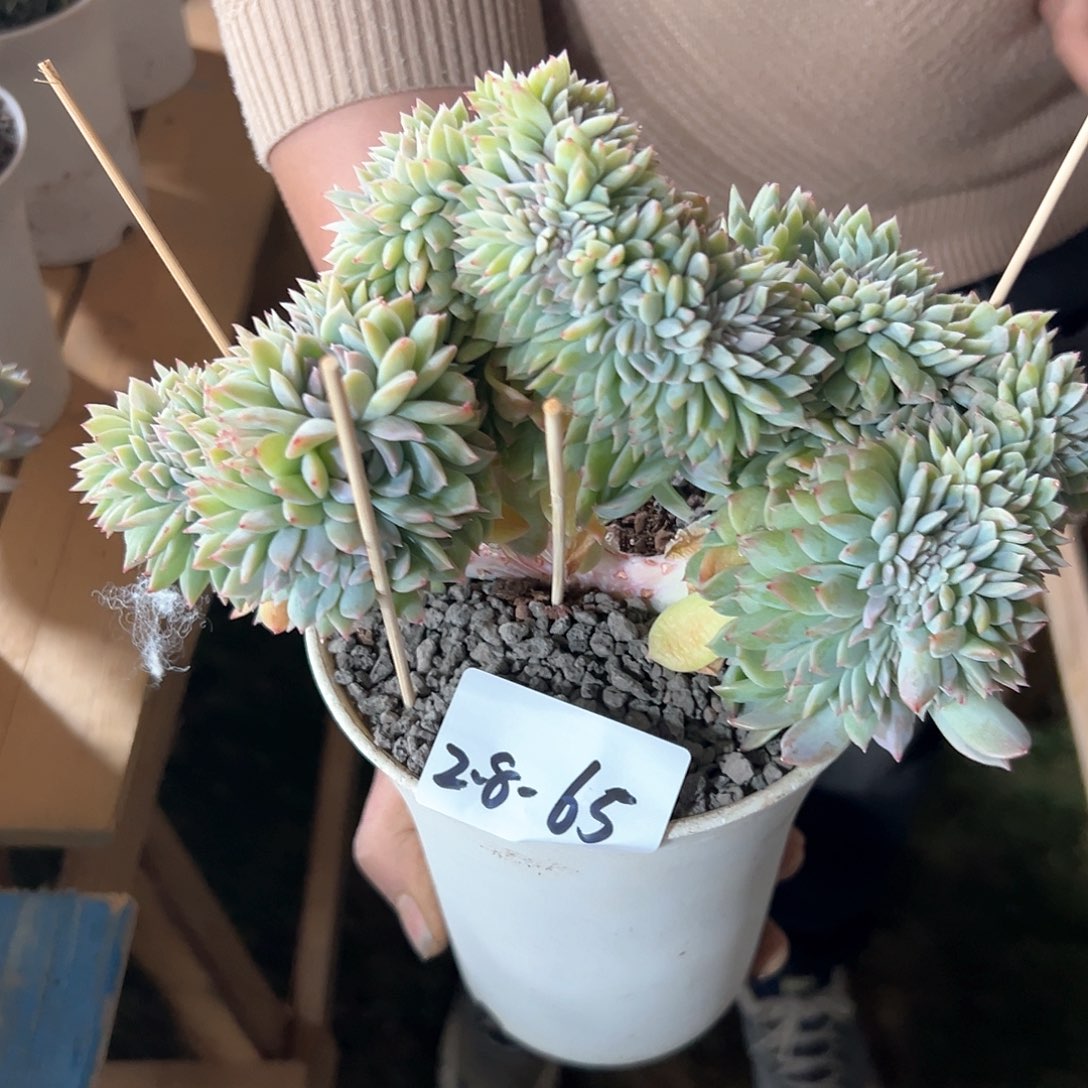 2.8-65冰魄缀化多肉