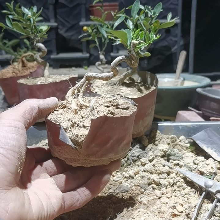 完全开放金豆小橘子绿植
