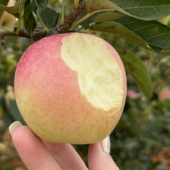 【水蜜桃苹果苗 】脆甜  香气