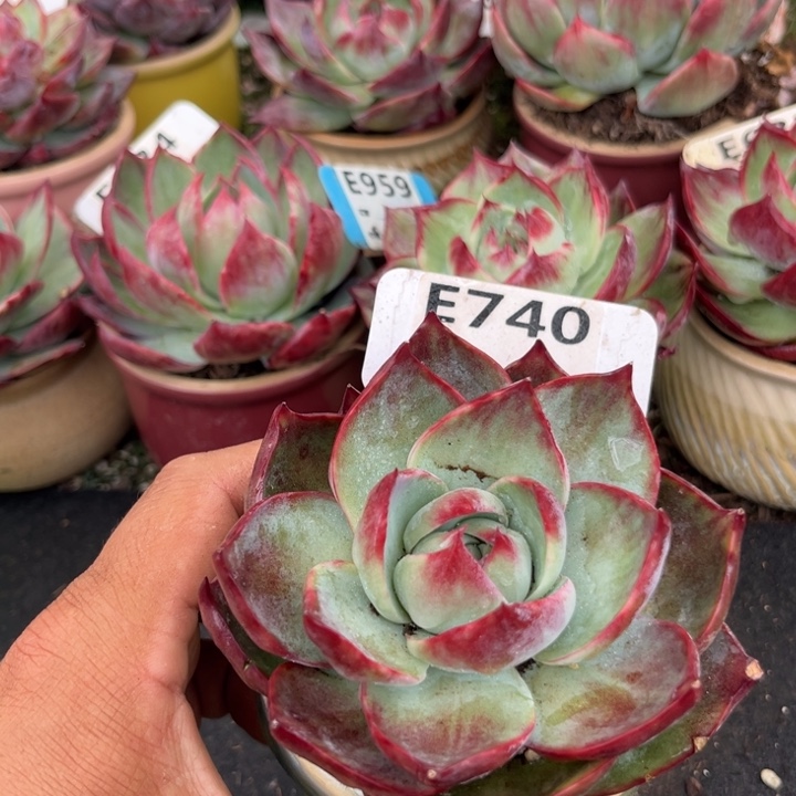 惊鸿一瞥多肉植物740