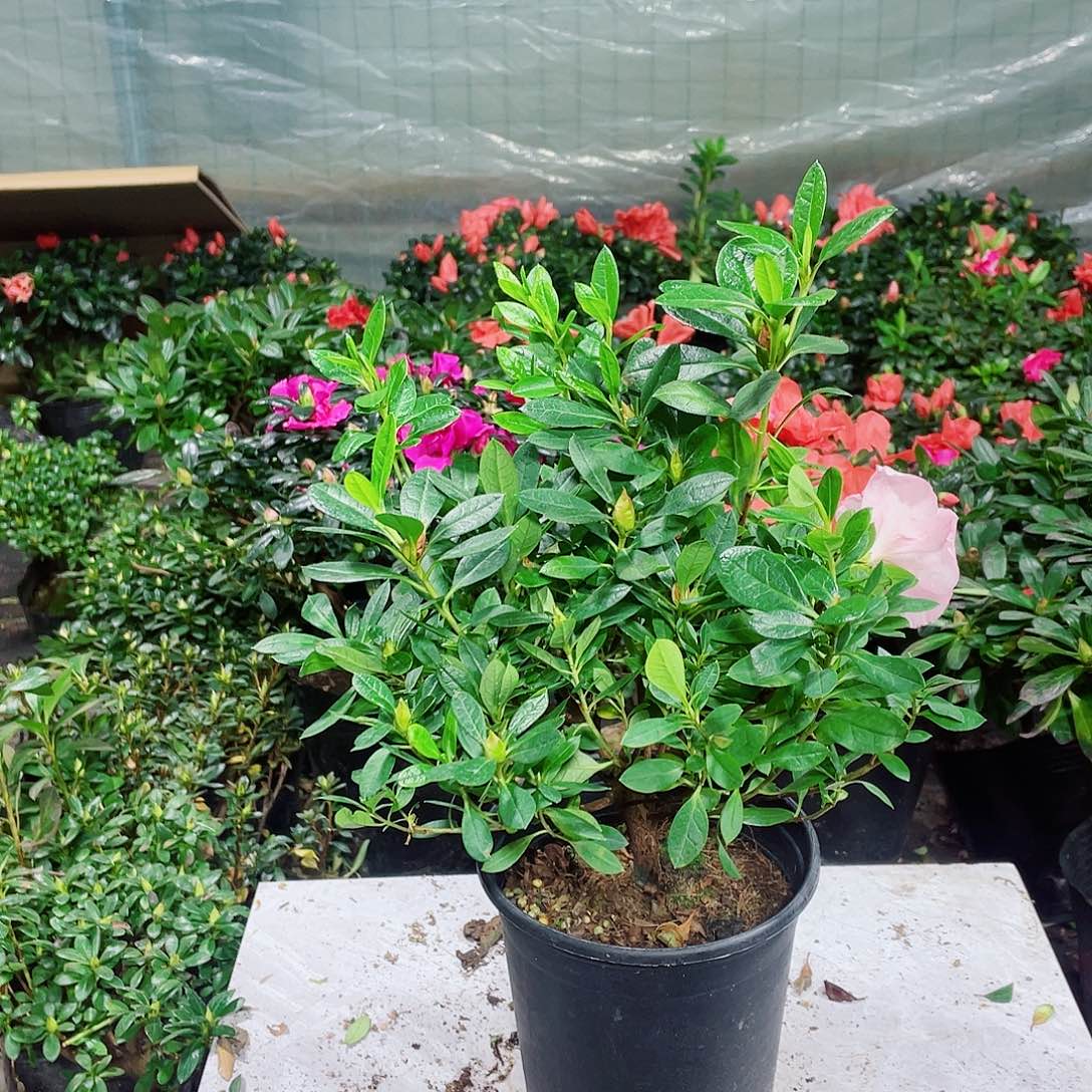 樱***完全开放桃梅锦杜鹃花