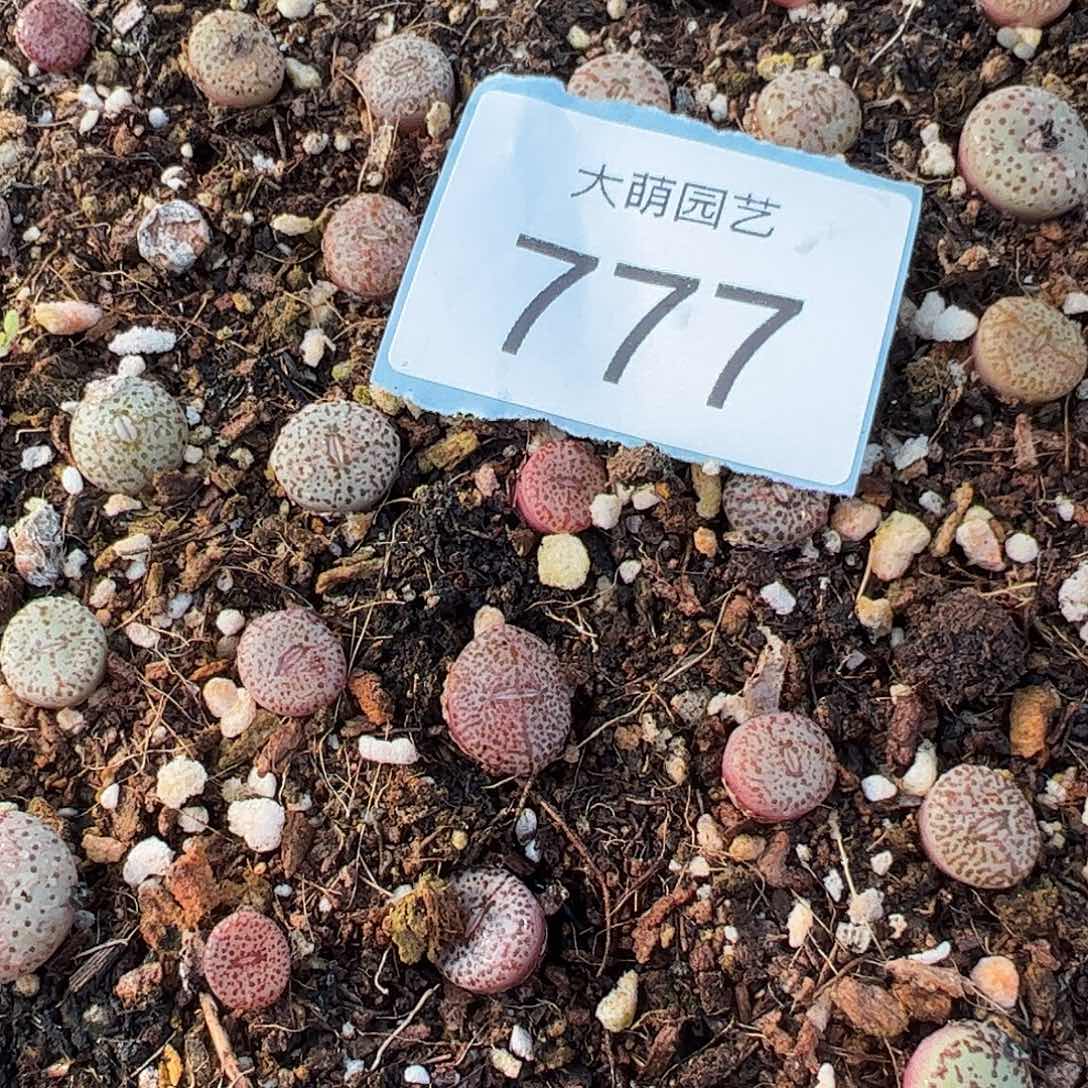 0000777量拍匈牙利种源1452.62血丝火龙果安贞2颗