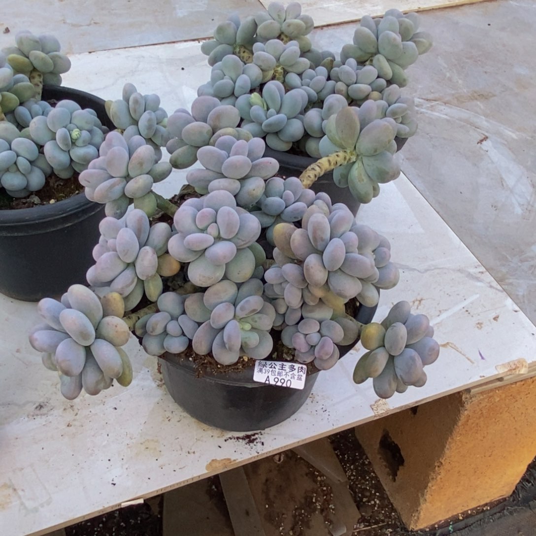 涛*—990芭比奶多肉30cm