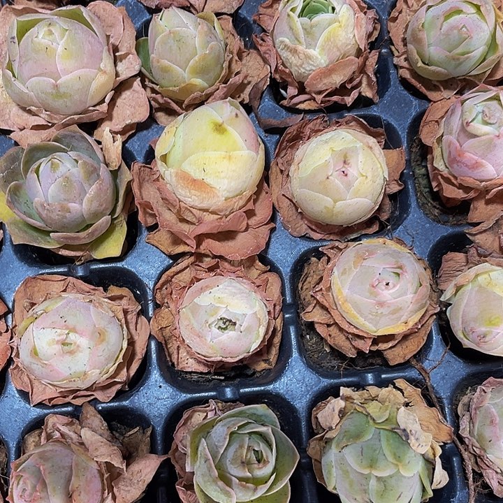 小大怕玫瑰1元带土发