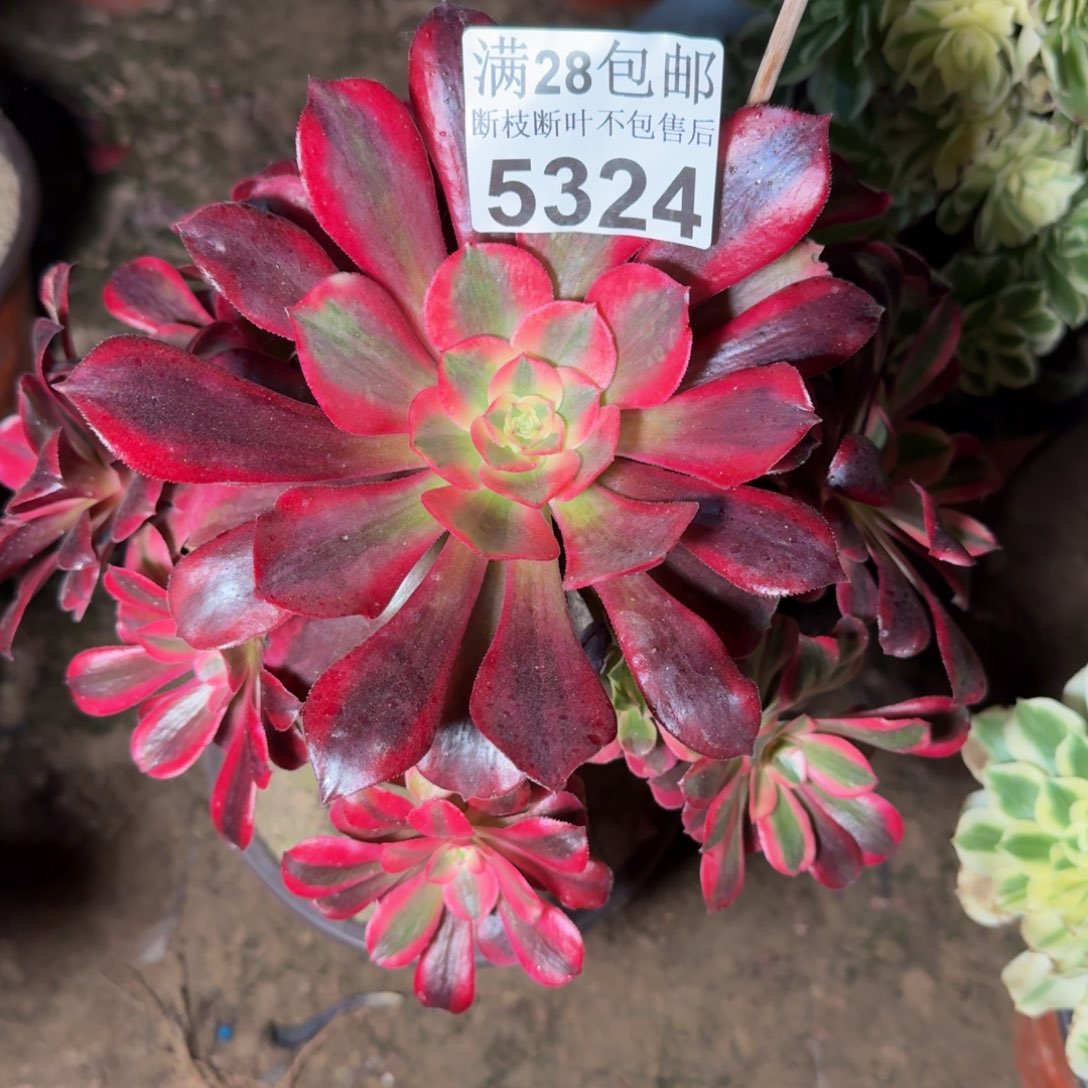 5324美杜莎不包断枝