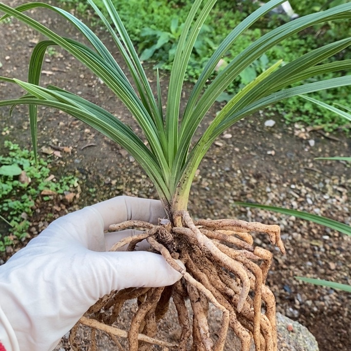 完全开放惠兰盆景一物一拍123100