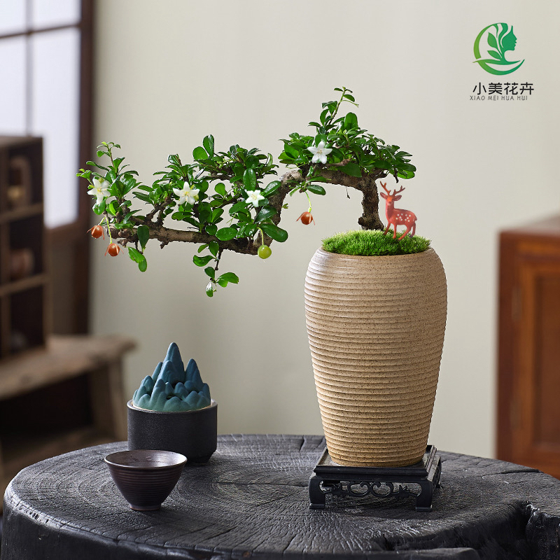 【石头盆】福建茶盆景茶桌绿植办公室盆栽花卉茶室桌上植物高端摆件