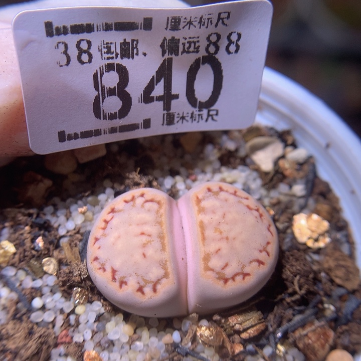 Sss精品生石花840