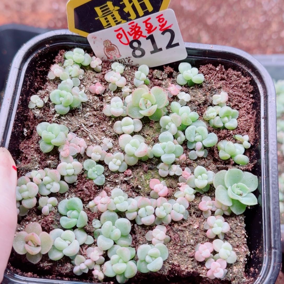 多肉植物多肉植物