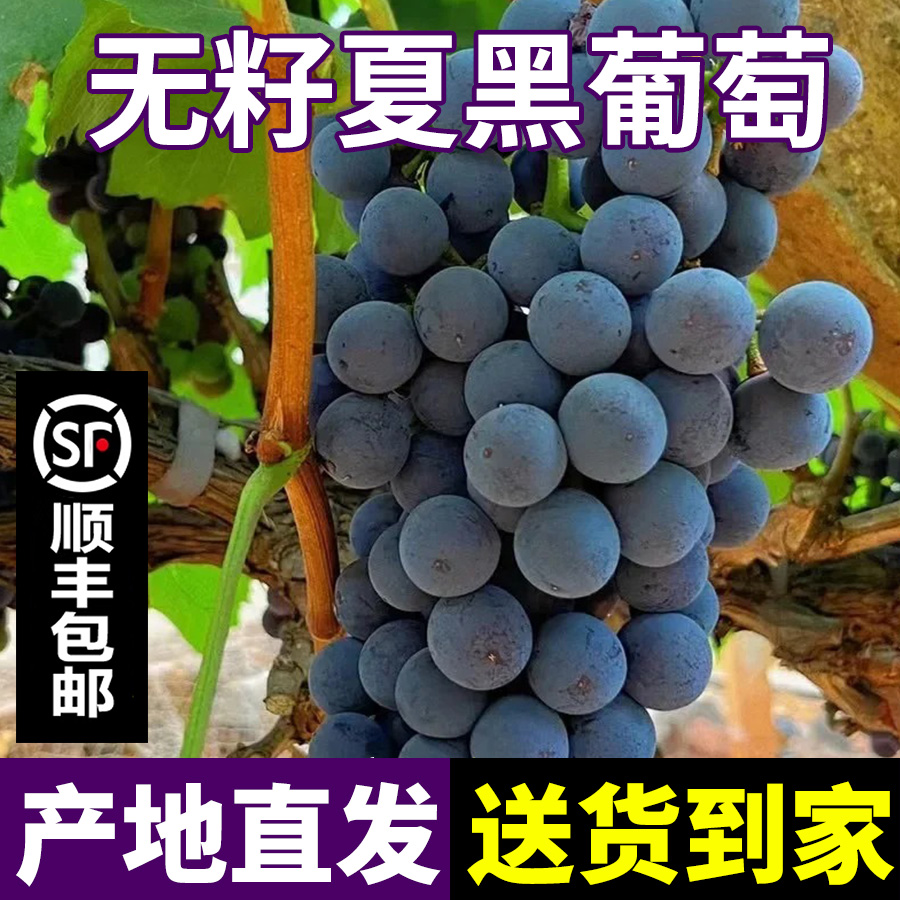 【顺丰包邮】夏黑葡萄精品大果脆甜多汁无籽葡萄新鲜采摘应季水果