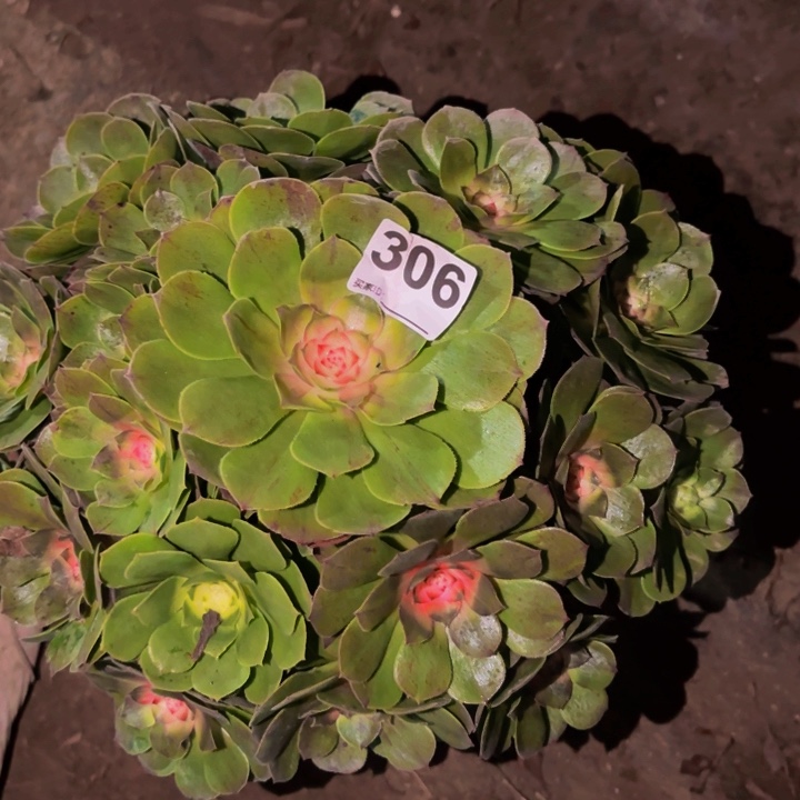 306绿体花月夜科技锦多肉植物不售后