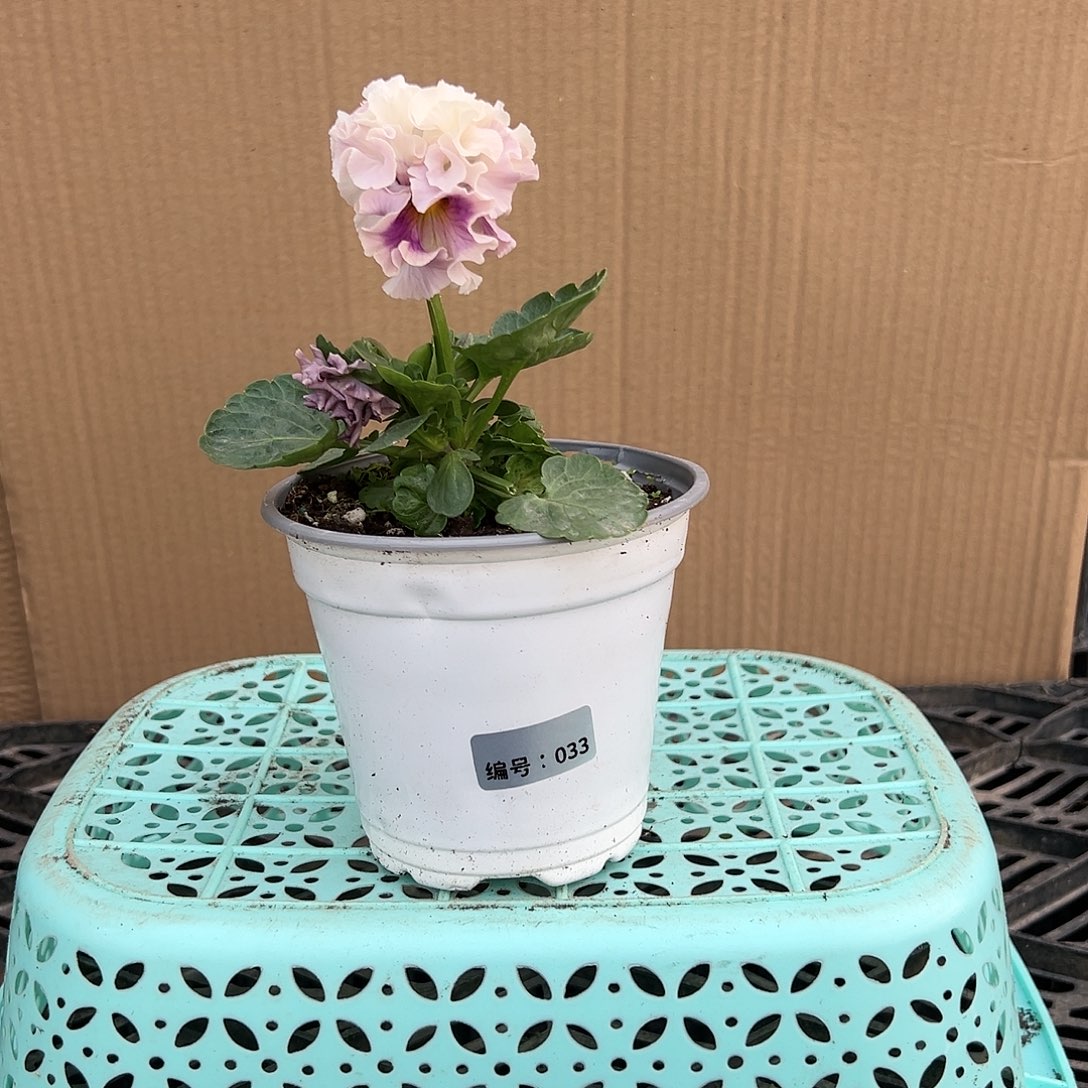 【闪购商品】完全开放033号