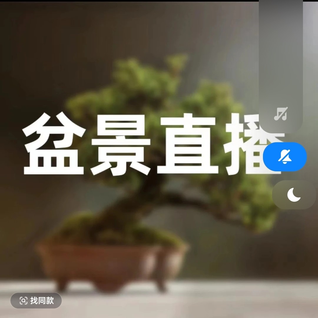 松柏盆景直播间看好下单一物一拍罗汉松济州真柏盆景高端盆景