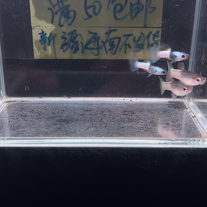 孔雀鱼粉红熊猫孔雀