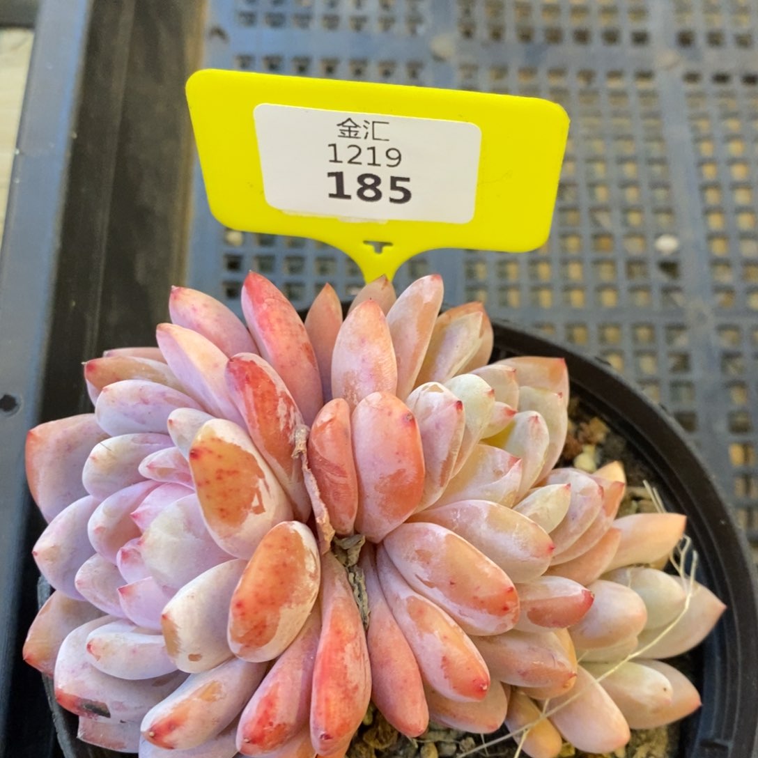 福利多多。1219185