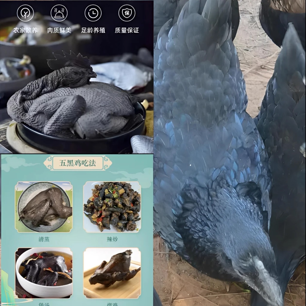 正宗山林散养农家鸡花色自选