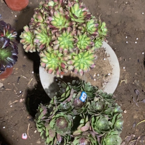 两颗法师一物一拍