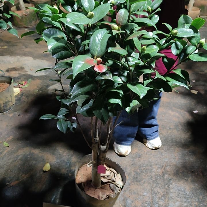 全部花苞心愿茶花不包邮