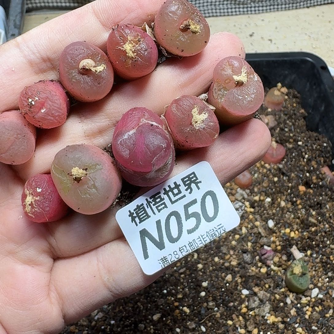 多肉W的人生的人啊ghn