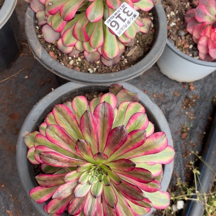 风*潇316两颗白月光，女郎缀化掌心多肉法师锦不包侧枝断