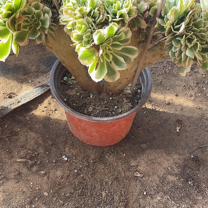 906，迈巴赫缀不包邮