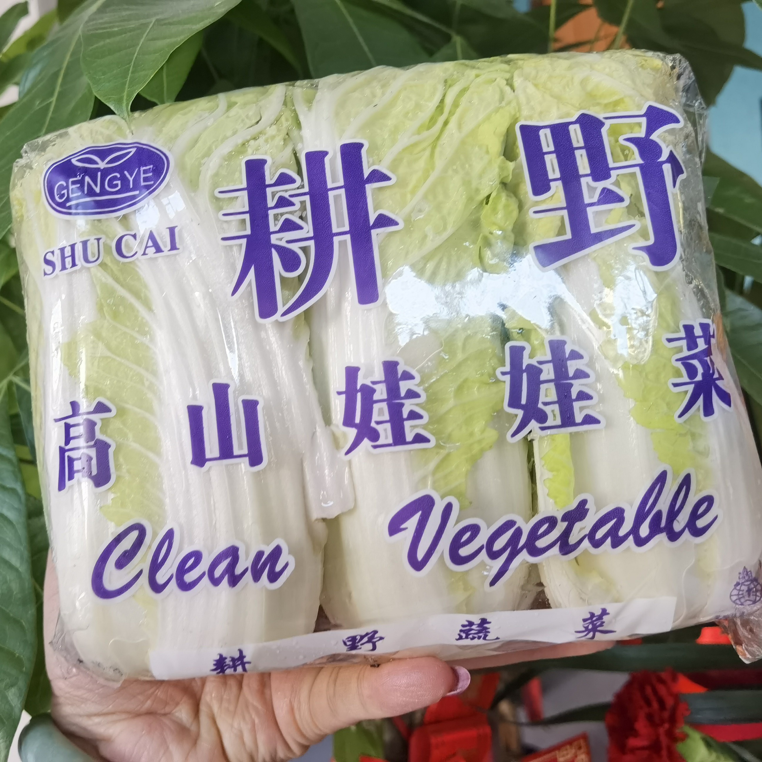 【四维宠粉】高山娃娃菜娃娃菜