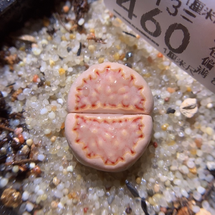 精品生石花113.460漫画