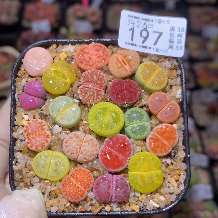 精品生石花26.197