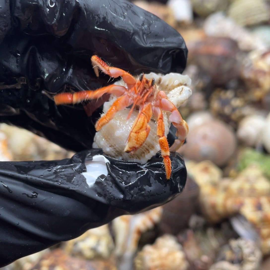 不退不换谢谢支持29