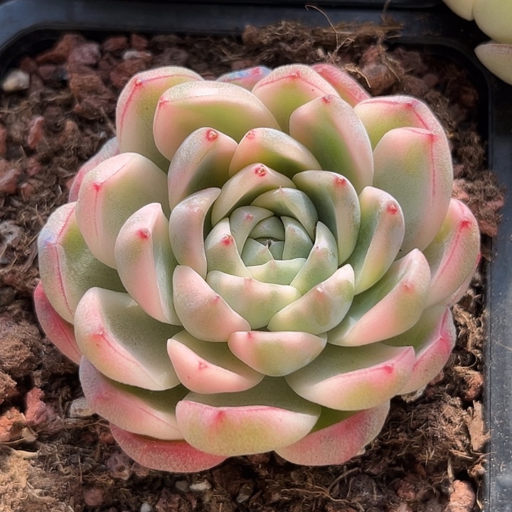 阿尔巴佳人腹轮锦